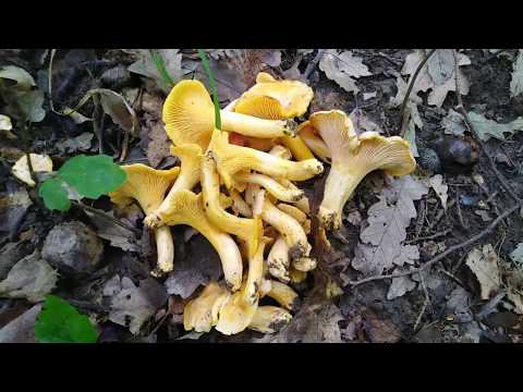 Video: Šumske Gljive - Lisičarke I Gljive