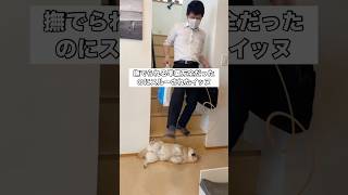 万全の待ち伏せをしても撫でられない犬。妻と税理士さんのスルーが凄い。 #柴犬 #柴犬のいる暮らし #日本犬 #和犬