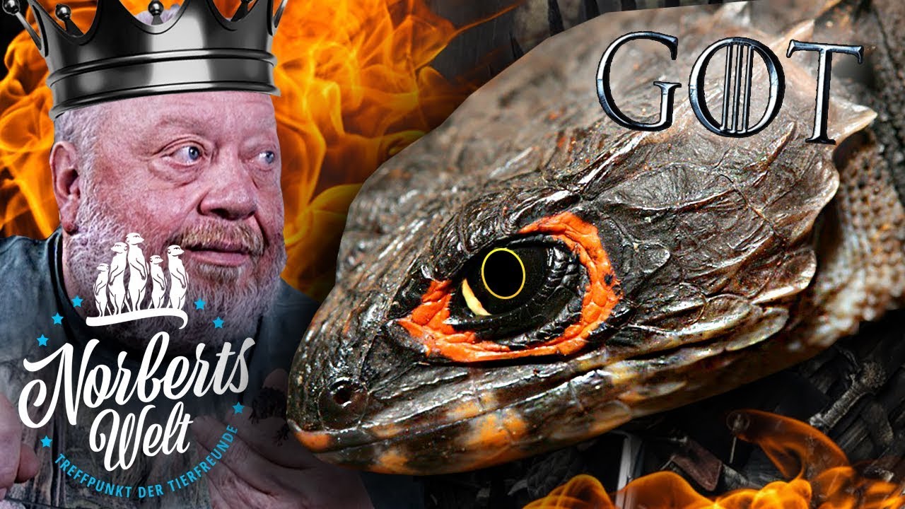 GAME OF THRONES DRACHEN GIBT ES WIRKLICH! | ROTAUGEN BUSCHKROKODIL | GOT | NORBERTS WELT | Zoo Zajac