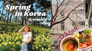 a week of my life in seoul, korea VLOG 💛 driving class drama, spring cafes, countryside daffodils