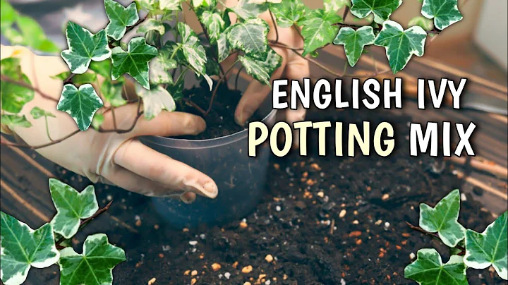 English Ivy Plant Care - Potting Soil I Use//Hedera Helix