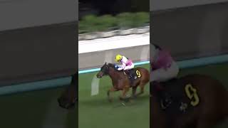 9 | 9 | JUBILANT WINNER | A Badel #Badel #Horse #Racing #Sport #Results #賽馬結果 #马會 #油管 #赛马结果