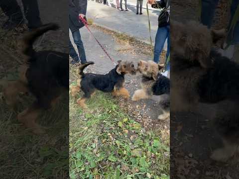 Один эрдель - хорошо, а два ЛУЧШЕ #airedale #эрдель #airedaleterrier #эрдельтерьер #донецк #собака