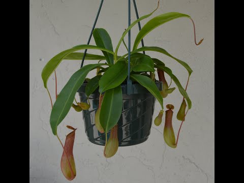 Video: Hanging Pitcher Plants – How To Grow A Pitcher Plant In A Hanging Basket