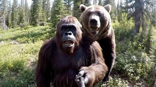 Bigfoot Vlog - Bear Fight