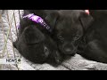 Panhandle Humane Society Hosting Unique Fundraising Gala