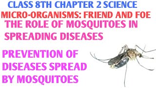 The role of mosquitoes in spreading diseases class 8th | Prevention of diseases spread by mosquitoes