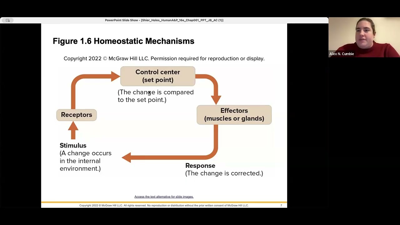BIOL117N: Ch 1- A&P Basics