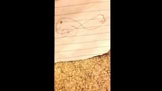 Bob the goldfish elite