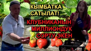 КЛУБНИКАНЫН ЖАКШЫ СОРТУН ТАНДАЙ БИЛГЕН ДЫЙКАН