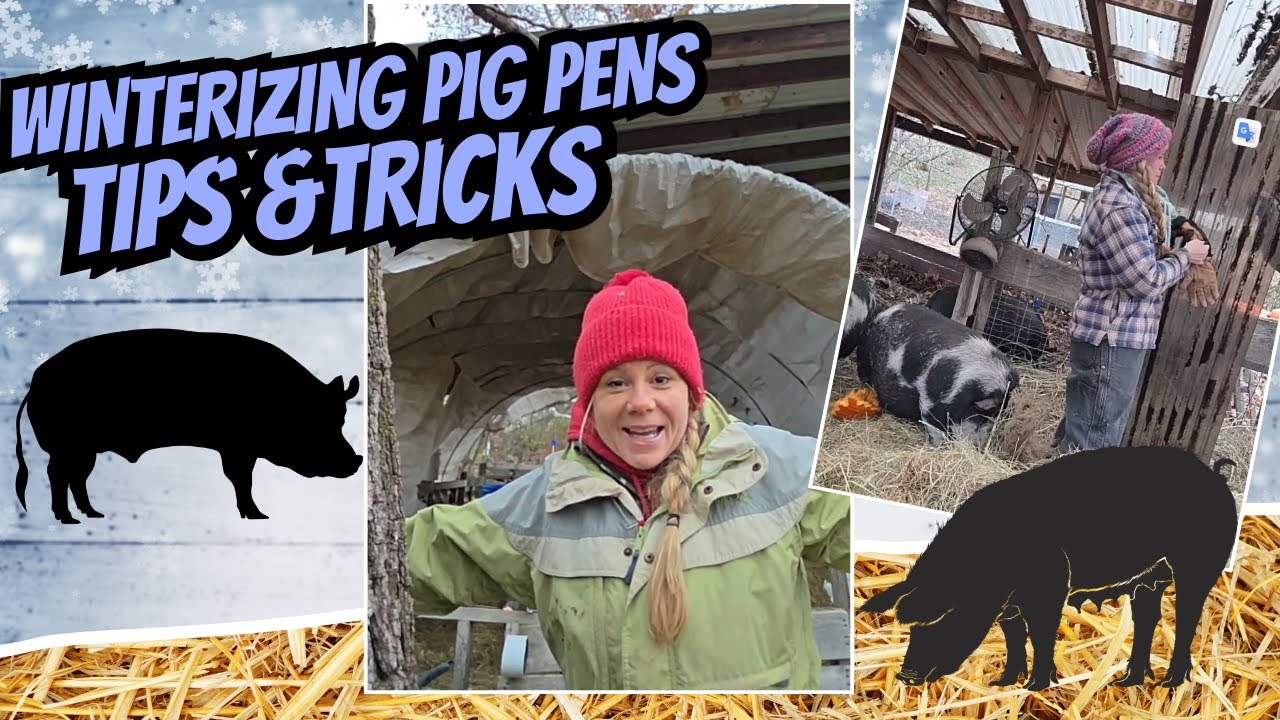 Winterizing Pigpens Tips and Tricks