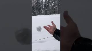 Snowball Soaring: Dog Mia’s Deep Snow Leap
