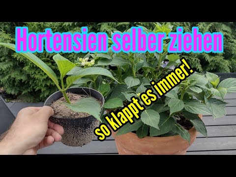 Video: Wie züchtet man Koelreuteria paniculata aus Samen?