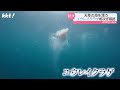 "海中の幽霊" 天草沖で相次ぎ確認 正体は約1mのクラゲ