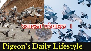 Pigeon | Pigeon Video| indian Pigeon | Vlogs #shorts