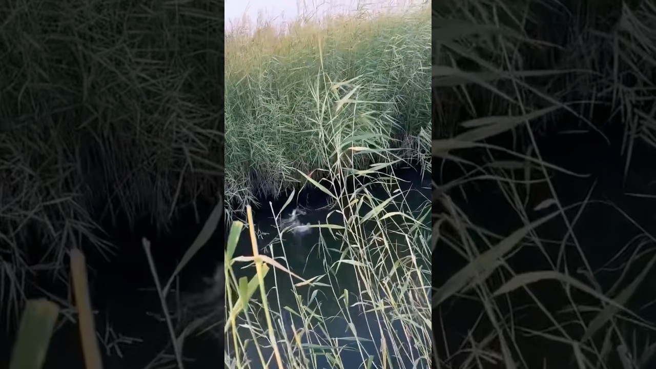 Voyaga yetgan tukli porno Porno filmlar dan sahnalar