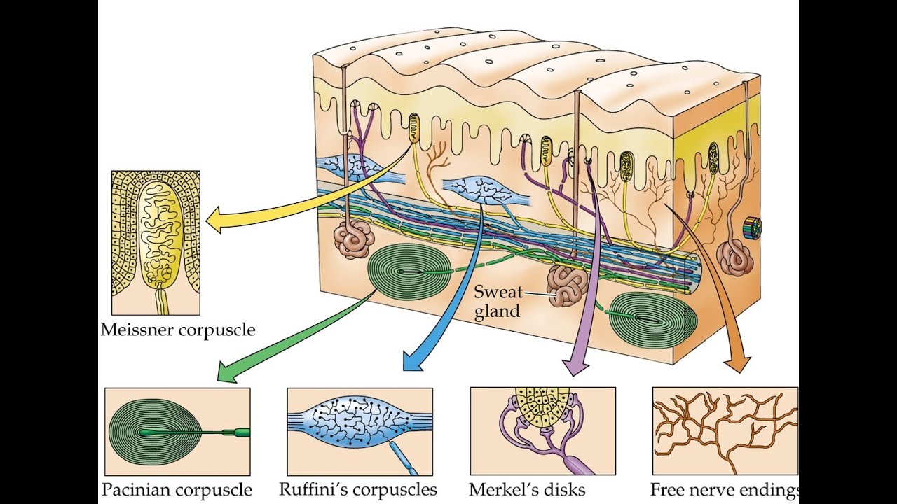Функция холодовых рецепторов кожи. Механорецепторы Руффини. Тактильные рецепторы и терморецепторы кожи. Нервно рецепторный аппарат кожи. Рецепторы кожи свободные нервные окончания.