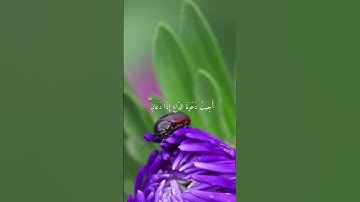 الآية 186 من سورة البقرة بصوت الشيخ فارس عباد
