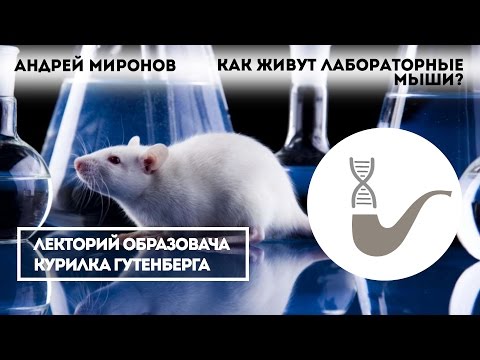 Андрей Миронов – Как живут лабораторные мыши?