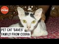 Watch: Pet cat stands guard, ‘saves’ family from cobra