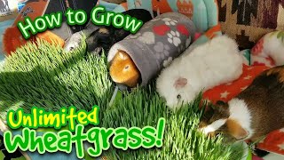 Grow Unlimited Wheatgrass! Super Upgrade!