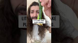 Celebrity How to clone snake plant babies in water | creative explained Net Worth