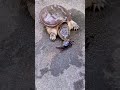 سرعة السلحفاة عند الانقظاض على الفريسة  لا مثيل لها 🐢😬