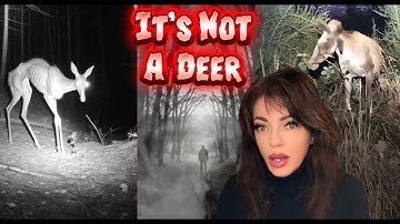 The Appalachian "Not Deer": A Cryptic That’s NOT What It Seems 👀🦌 