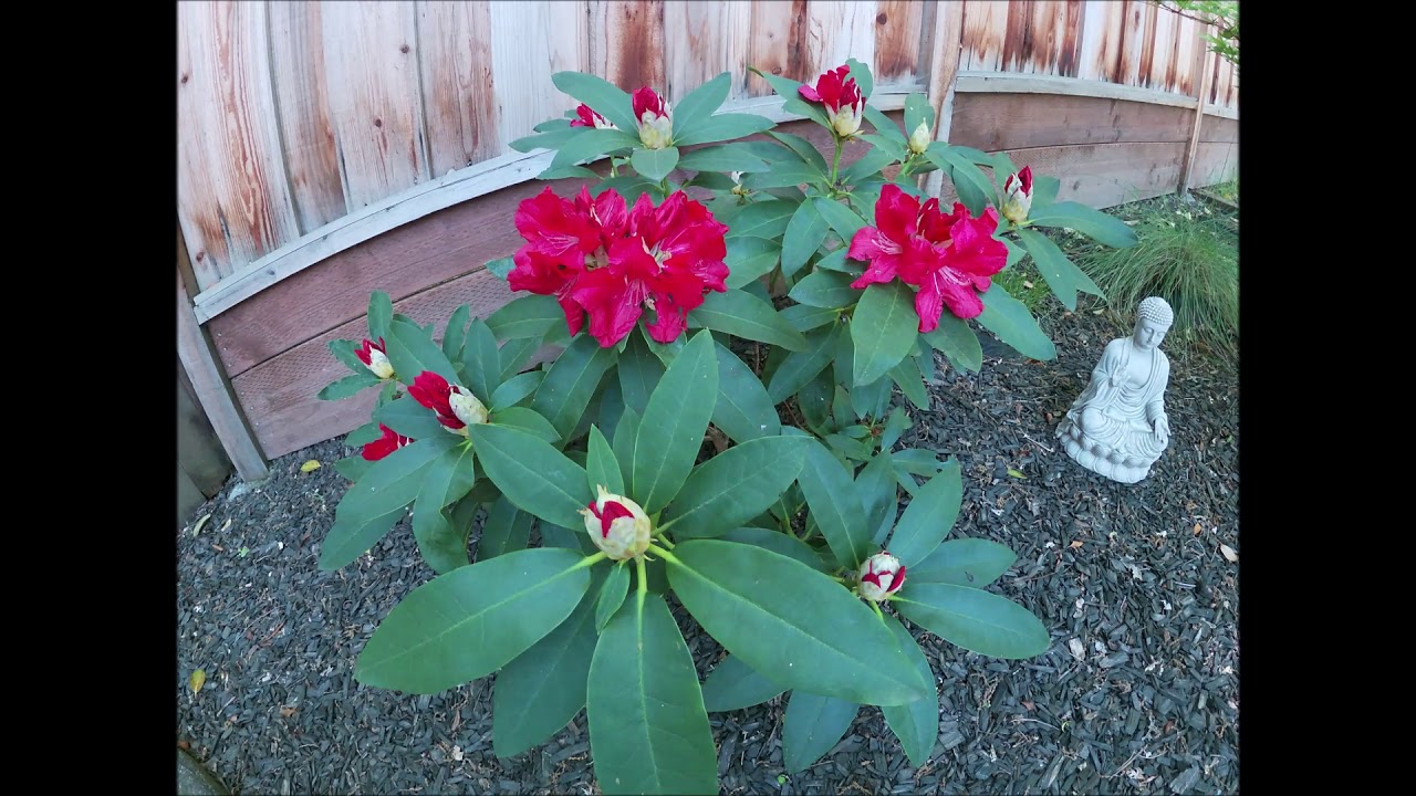 Rhododendron blooming time lapse