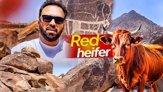 Samri Jadugar & Cow 🐮 Sacrifice of Bani Israel | Real Sinai Jabal e Toor in Saudi Arabia 🇸🇦