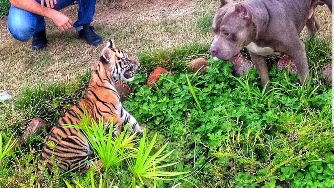 Tiger vs Pitbull YouTube