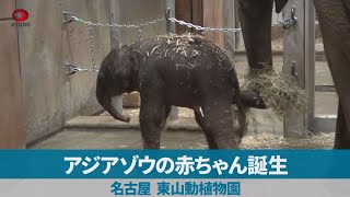 アジアゾウの赤ちゃん誕生 名古屋、東山動植物園