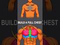 Why Your Chest Looks Flat (The Fix)