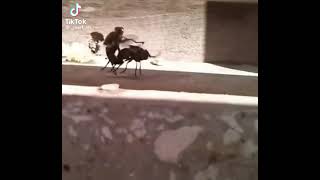 Ohh Yeter Yeter Kurban Oliyim Serdar Sinek Version