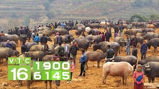 Trâu, bò giá rẻ ồ ạt nhập khẩu về Việt Nam | VTC16