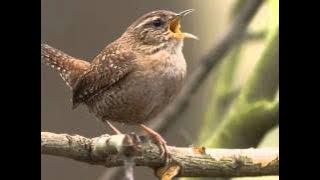 Natuur in eigen land - geluid winterkoning