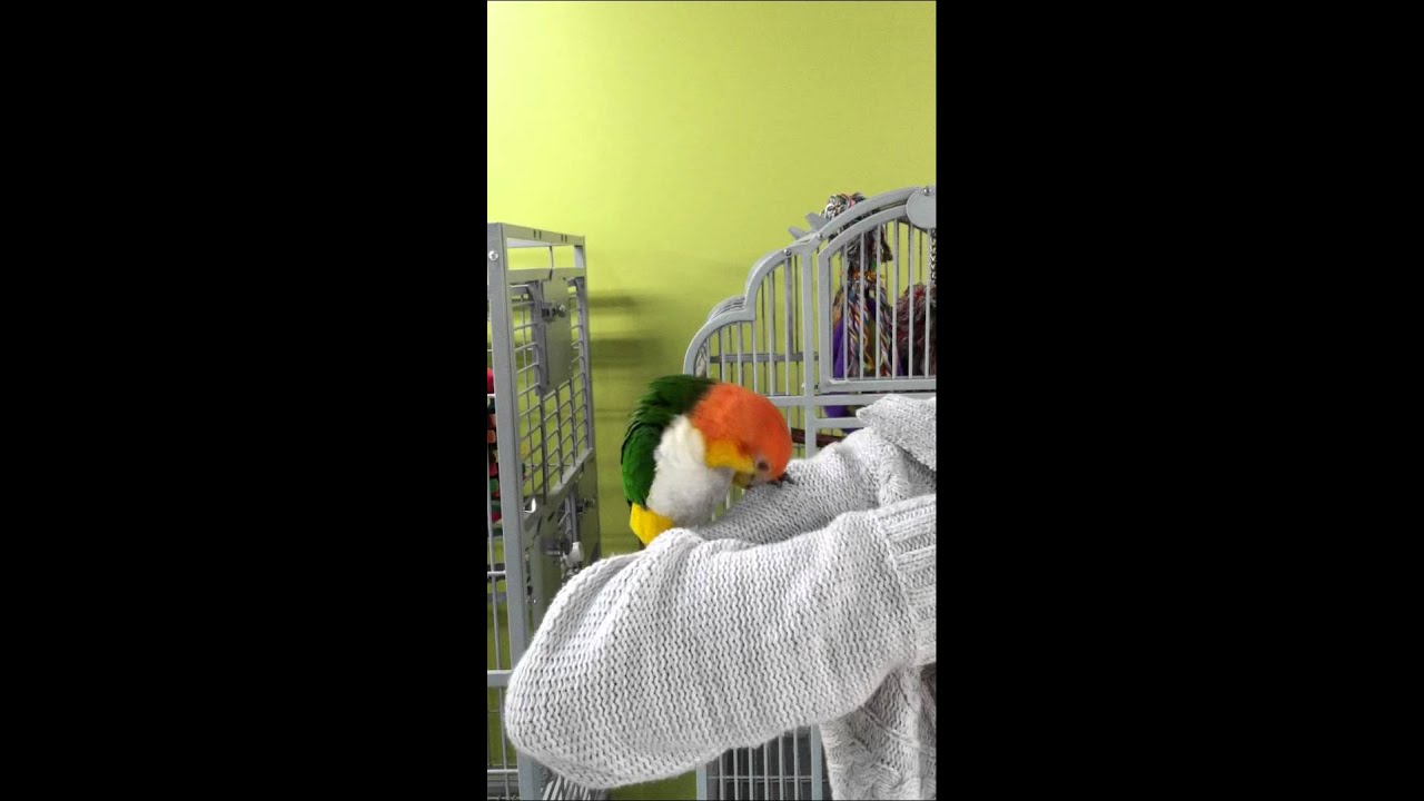 video phone beyonce mp3 Caper the Caique Hanging Around