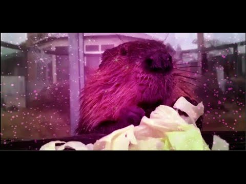 Бобёр ест капусту прикольно