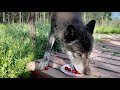Канадский ВОЛК и помидоры 🍅 Черри ‼️ ЖЕСТКИЕ ДРАКИ молодых гибридов волка 🐺