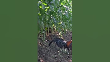 gà rừng mã vàng cực xong.qaib qus daj khav tiag tiag