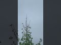 Grand Soft Day ~ April 26, 2025