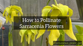 How to Pollinate Sarracenia Flowers