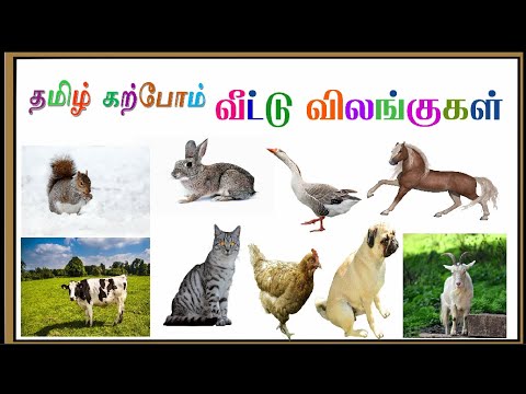 வீட்டு விலங்குகள் || Domestic Animals in Tamil || Learn Domestic Animals  names in Tamil and English - YouTube