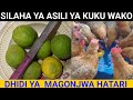 Umuhimu Wa Limao Kwa Kuku Siri Ya Kuongeza Afya Na Kinga Asili 