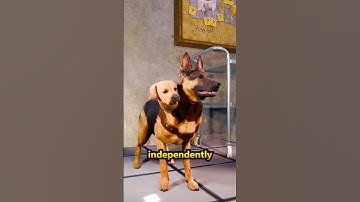 The Two Headed Transplanted Dog