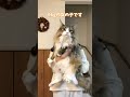éãããŠè¶³é³ããã£ã¡ããã«ãã§ã #shorts #cat #ç« #忬§ç« #ãã«ãŠã§ãŒãžã£ã³ãã©ã¬ã¹ããã£ãã
