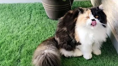 العناية بالقطط