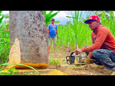 Indonesian Jackfruit Tree