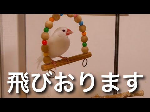 口笛でブランコから飛び降りる文鳥　Java sparrow