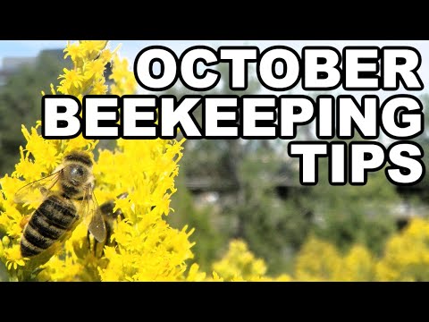 Beekeeping In October: 5 Top Essential Fall Tips